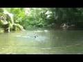 Jungle Cruise (WDW)