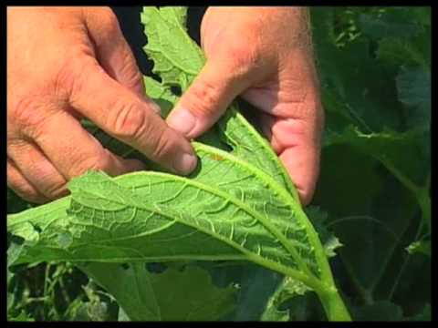 how to control squash bugs