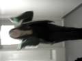 Allii`s Dance.....