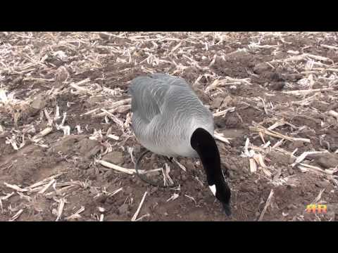 Dealing with Goose Decoy Movement