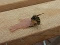 Wespe oder Hamster? / Wasp or hamster?
