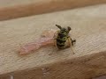 Wespe oder Hamster? / Wasp or hamster?