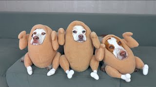 Funniest Dog Halloween Costumes Compilation: Funny Dogs Maymo, Potpie & Penny Trick-orTreat Bonanza by Maymo