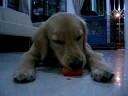 Mobe 6 mths old - KO carrot