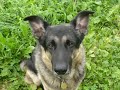 Klaus Densow - Hallo liebes Herrchen, Hunde und das Tierheim
