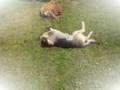 Klaus Densow - Hallo liebes Herrchen, Hunde und das Tierheim