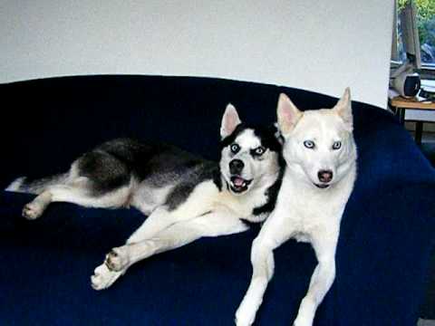 siberian husky