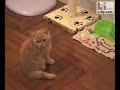  ep 01  cookie 911 cat garfield