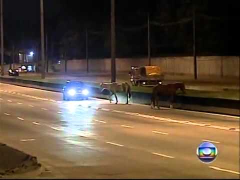 accident voiture sur autoroute avec un chevale accident voiture sur autoroute avec un chevale