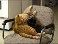 Cats Kitten Play Fighting on chair