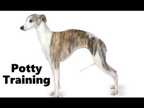 how to train whippets