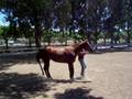 Val - Halterless Showmanship