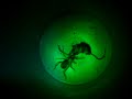 camel spider vs mouse camel spider vs mouse