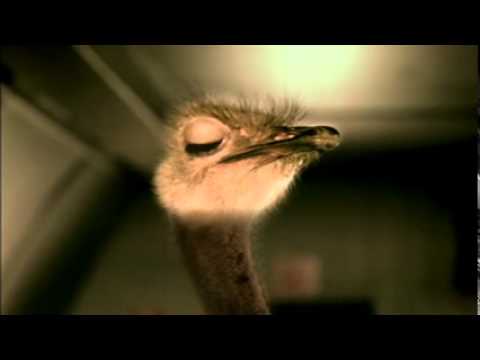 ostrich