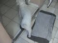 crespo con zapato