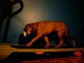 pitbull on treadmill vid#4