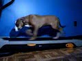 pitbull on treadmill vid#4