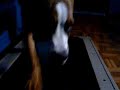 pitbull on treadmill vid#4