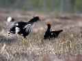 Teeren soitimella - Black grouse