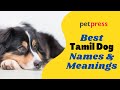 View 13 Male Dog Names With Meaning In Tamil