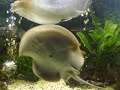 arowana con manta