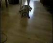 Border Terrier CECS - Dog 3