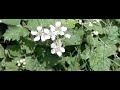 hommel botst tegen bij hommel botst tegen bij