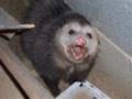 I Named My Possum SEX !