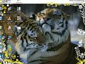 convertir un mkv video  h 264/avc  en avi