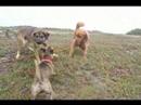 Fun at Fort Funston