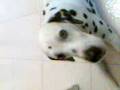 Elvis