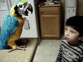 Yer Baddd Parrot