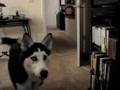 Laska my siberian huskie
