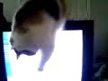 kitn gets a mouse