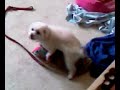 confused hot dog