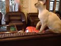 Playing with Siamese Cats Playing with Siamese Cats