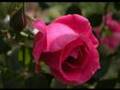 Legend of the Roses - Maria Leopoldina