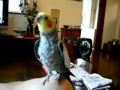 オカメインコが歌うクワイ河