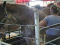 palle-terre-a-terre.html