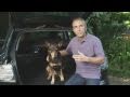 Travelling with pets