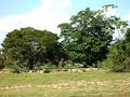 R�o Amazonas