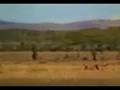 videos de Yemeni Tarazan
