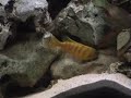 African Malawi Cichlids