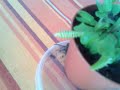 Una planta especial Una planta especial