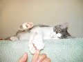 happy birthday, my kitten babies happy birthday, my kitten babies