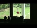 hummingbird vs cat hummingbird vs cat