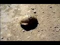 Super Fast Turtle...!!!