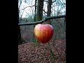 Gleeful Apple