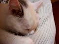 My sweet white cat sucking on my arm