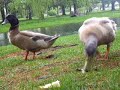 Feeding Time For the Ducks